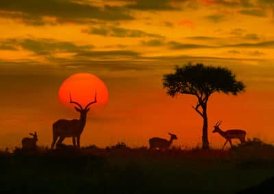 Afrique coucher de soleil silhouettes