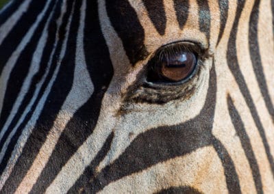 Afrique du Sud Zèbre œil