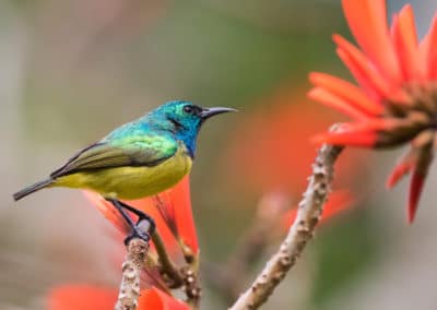 Afrique du Sud Saint-Lucia Souimanga à collier