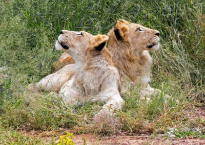 Afrique du Sud Timbavati Lions