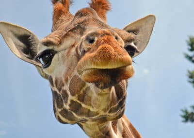 Afrique Girafe