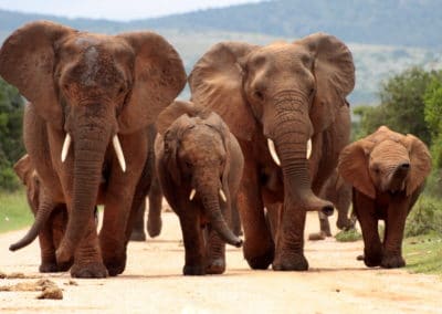 Afrique Troupeau d'éléphants