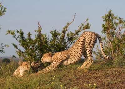 Afrique Guépard Etirement