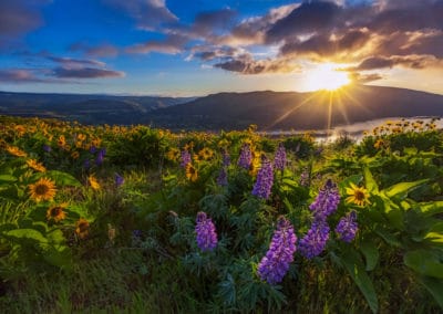 Amérique USA Oregon Columbia river fleurs sauvages lever du soleil