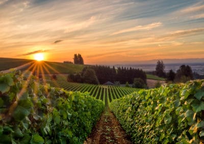 Amérique USA Willamette Valley vignoble