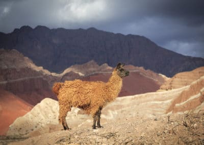 Argentine Salta Lama