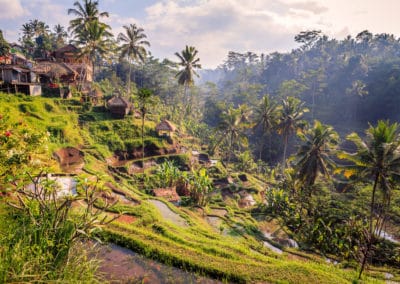 Asie Bali champs de riz jungle montagne