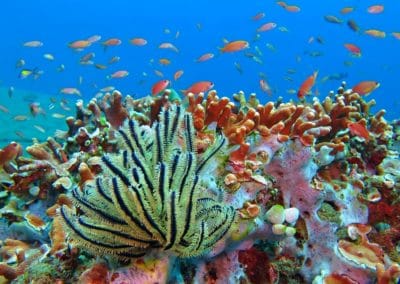 Asie Bali récif corallien poissons tropicaux colorés