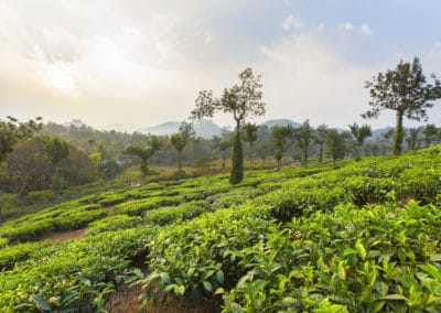 Asie Inde Munnar Parc National Periyar montagnes plantations thé