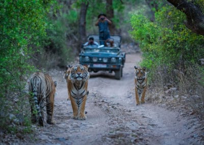 Asie Inde route tigres