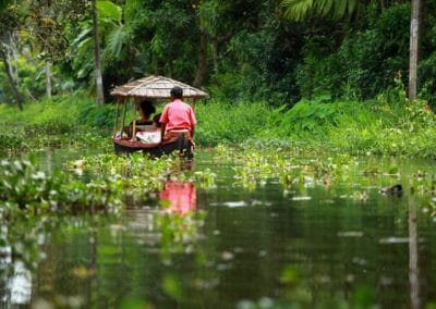 Asie Inde Kerala Kochin palmier tropical forêt