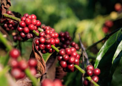 Asie Inde baies rouges branches