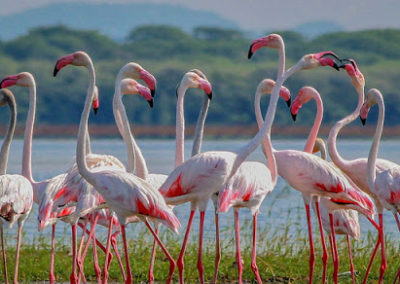 Asie Sri Lanka Flamants roses Mannar @MG