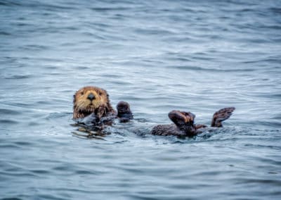 Canada île de Vancouver loutre