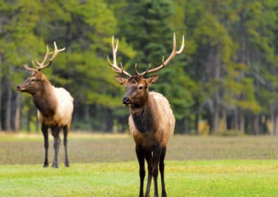 Canada île de Vancouver Wapiti