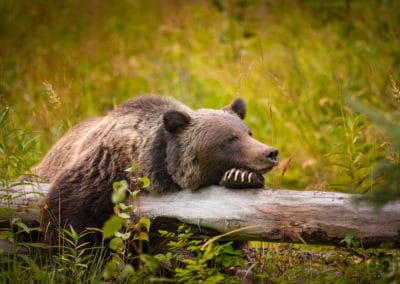Canada Ouest Banff ours