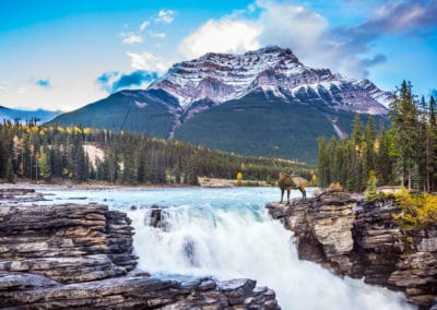 Canada Ouest cerf montagne