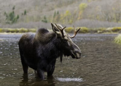 Canada Québec orignal élan