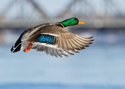 Canada Québec Pointe aux Outardes oiseau
