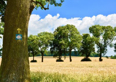 Espagne Compostelle champs ©Rosemaria