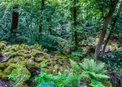 République Tchèque Podyji Parc