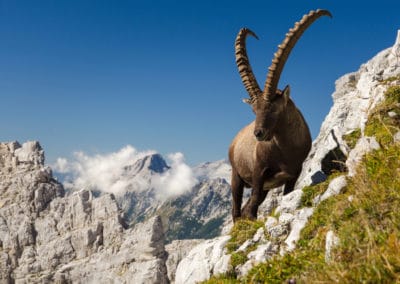 Slovénie Alpes Julienne bouquetin montagnes hauteur