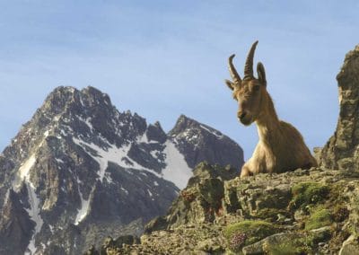France Queyras chamois été