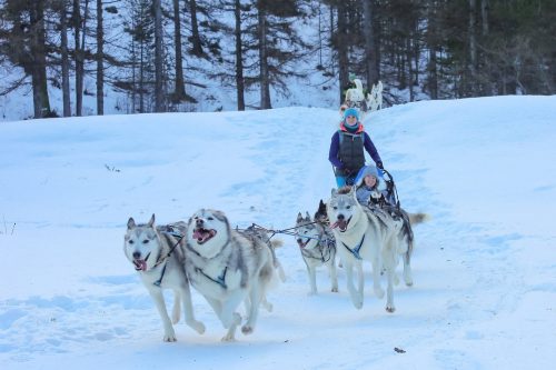France Queyras chien de traineaux activité hiver neige France Queyras chien de traineaux activité hiver neige