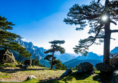 France Corse Col de Bavella pins tordus