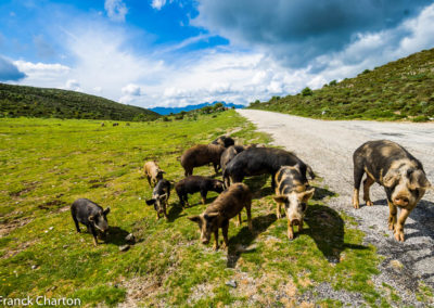 France Corse cochons sauvages au col de la Vaccia