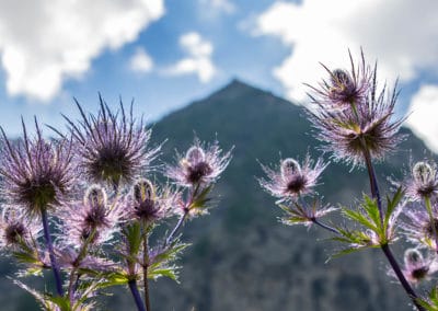 France Alpes Sud Chardons bleus ©ThierryBaudrier