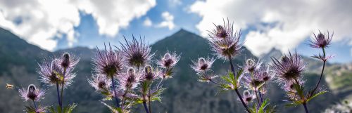 France Alpes Sud Chardons bleus ©ThierryBaudrier France Alpes Sud Chardons bleus ©ThierryBaudrier