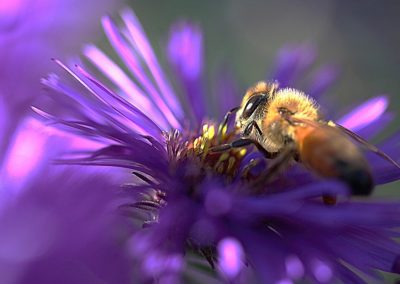 France Alpes Sud Nectar d'aster ©ThierryBaudrier