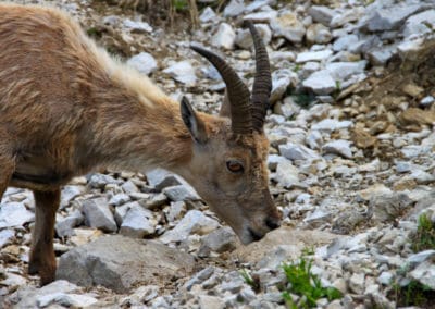 France Alpes Aravis Annecy Chamois