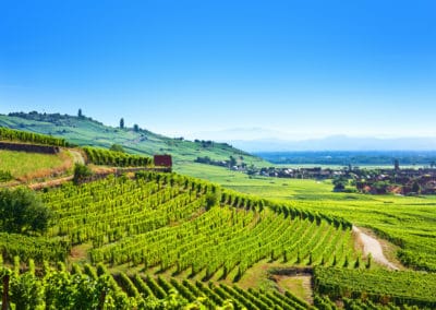 France Alsace Vallée Kaysersberg Colmar vignes