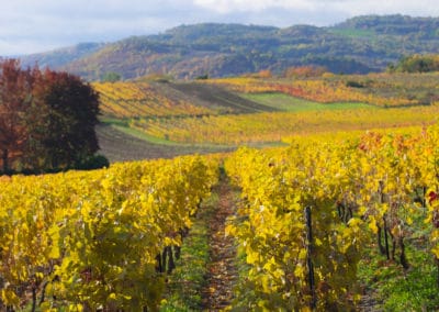 France Auvergne vignes