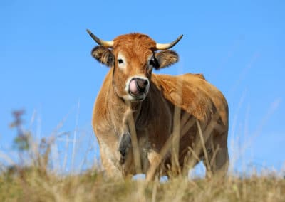 France Auvergne Salers vache