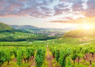 France Bourgogne vignobles panorama