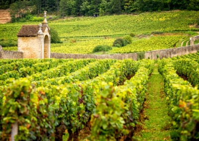 France Bourgogne vignes