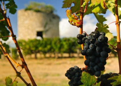 France Medoc vignoble grappes raisin tour médiévale
