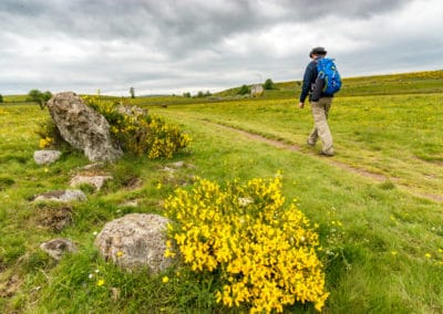 France Compostelle genêt randonnée