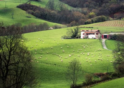 France Compostelle Pays Basque champ moutons