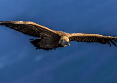 France Drome vautour fauve qui vole