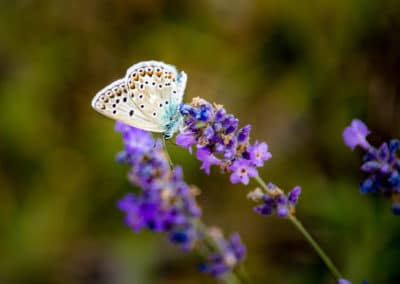 France Occitanie magnifique papillon