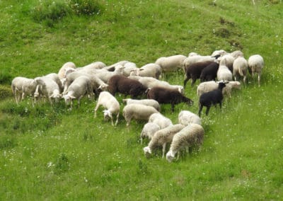Troupeau de moutons noirs et blancs pâturage