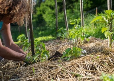 France Permaculture plants paille