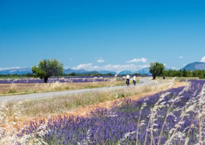 France Provence champ de lavande balade vélo