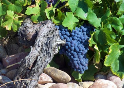 France Provence vignes grappe raisin