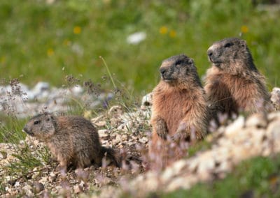 France Queyras Marmottes famille