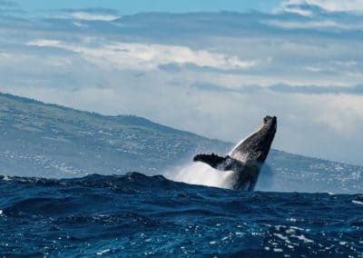France Réunion baleine